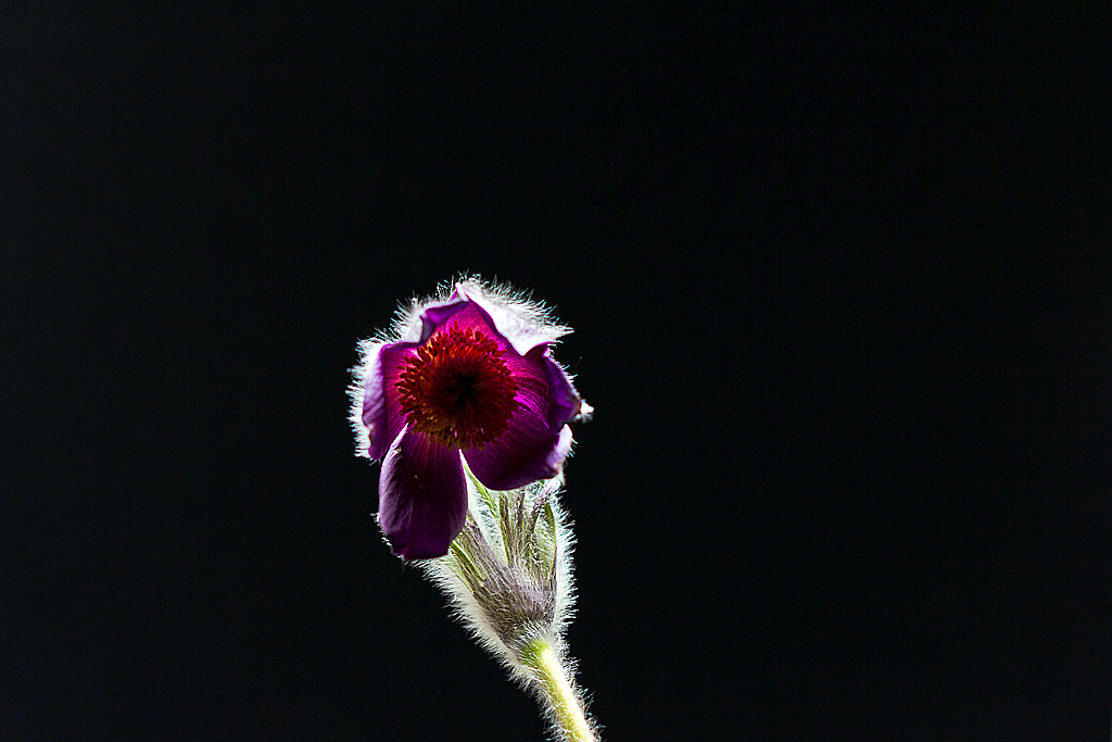 Fiori e riflessi di luce.